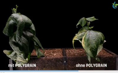 Growth differences in bean seedlings with and without POLYGRAIN