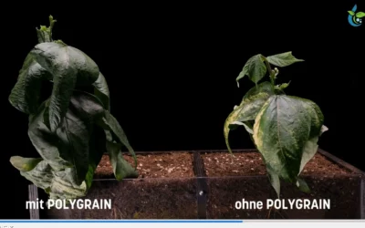 Wachstumsunterschiede bei Bohnenkeimlingen mit und ohne POLYGRAIN