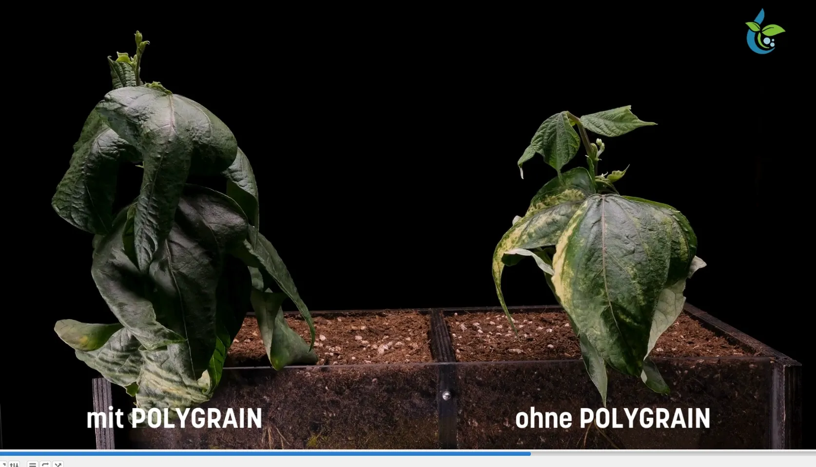 Tomate, Polygrain, Hydrogel, Wasserspeicherndes Granulat, Polysorb, Superabsorber
