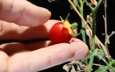 Un affascinante esperimento di TEMPONAUT Timelapse