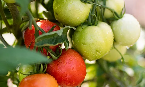 tomate SGS Institut Fresenius, Versuch, Polygrain, Wasserreduzieren