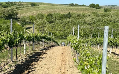 Weingut Johannes Burger: Cuidado sostenible del viñedo con Polygrain