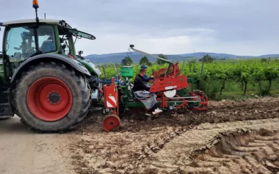 Éxito del ensayo con policereales en un viñedo del Pfalz, Alemania