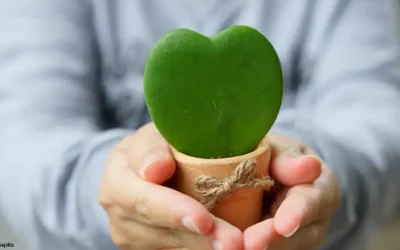 Anerkennungsurkunde beim NÖ Innovationspreis 2025 für Green Legacy