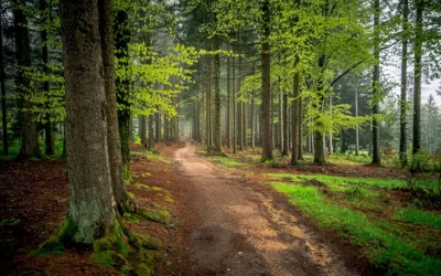 Profiforst beim Forum Wald 2025