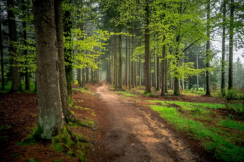 hiking-bavarian-forest-web Profiforst, Forstwirtschaft, Forum Wald 2025, Innsbruck