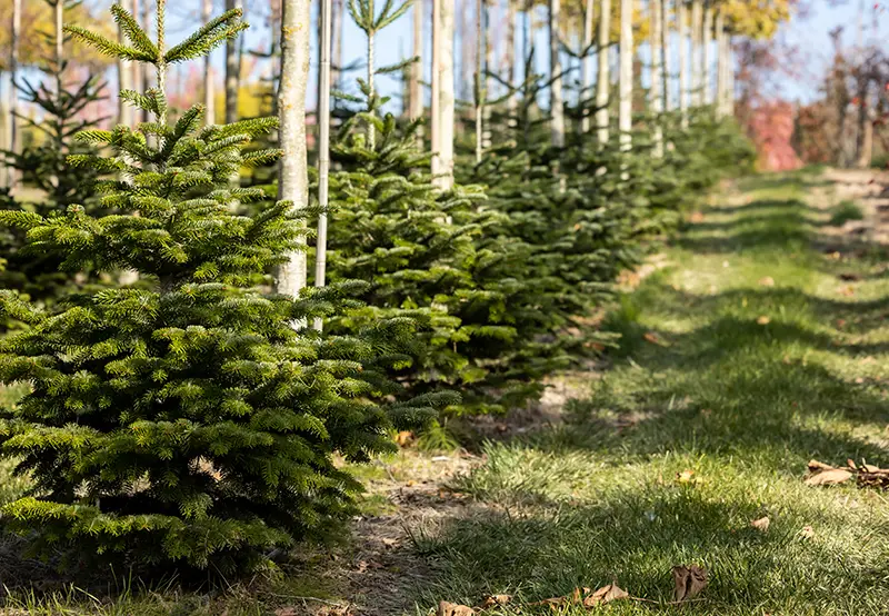 Christbaum Klug