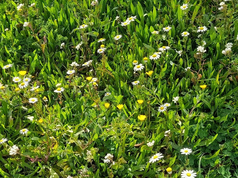 Essai sur les espaces verts durables el ejidillo green legacy
