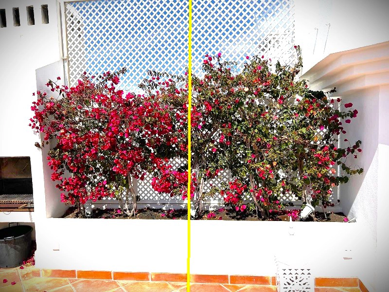 marbella-hidrogel-greenlegacy-ensayo-bugambilla