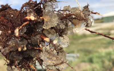 Hidrogeles, la innovación sostenible para la agricultura y el paisajismo en tiempos de sequía